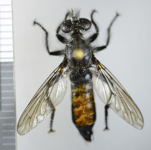  ( - NHMO10069696)  @13 [ ] No Rights Reserved (2013) Unspecified Univeristy of Oslo, Natural History Museum