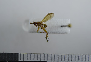  ( - NHMO10069851)  @12 [ ] No Rights Reserved (2013) Unspecified University of Oslo, Natural History Museum