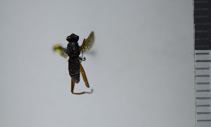  ( - NHMO10069864)  @11 [ ] No Rights Reserved (2013) Unspecified University of Oslo, Natural History Museum