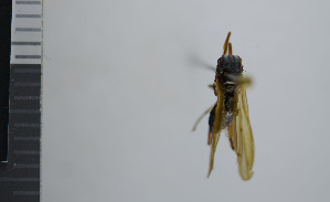  ( - NHMO10069865)  @11 [ ] No Rights Reserved (2013) Unspecified University of Oslo, Natural History Museum