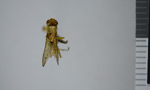  ( - NHMO10069869)  @11 [ ] No Rights Reserved (2013) Unspecified University of Oslo, Natural History Museum