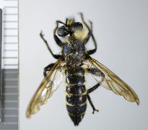  (Choerades marginata - NHMO10070119)  @13 [ ] No Rights Reserved (2013) Unspecified Univeristy of Oslo, Natural History Museum