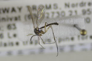  ( - NHMO-DAR-12364)  @11 [ ] CreativeCommons - Attribution Non-Commercial Share-Alike (2017) Unspecified University of Oslo, Natural History Museum