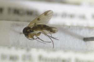  ( - NHMO-DAR-12277)  @12 [ ] CreativeCommons - Attribution Non-Commercial Share-Alike (2017) Unspecified University of Oslo, Natural History Museum