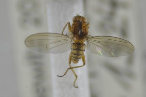  ( - NHMO-ENT-265337)  @11 [ ] CreativeCommons - Attribution Non-Commercial Share-Alike (2019) Unspecified University of Oslo, Natural History Museum