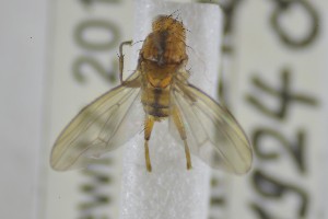  ( - NHMO-ENT-265360)  @11 [ ] CreativeCommons - Attribution Non-Commercial Share-Alike (2019) Unspecified University of Oslo, Natural History Museum