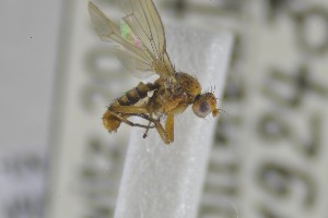  ( - NHMO-ENT-265363)  @11 [ ] CreativeCommons - Attribution Non-Commercial Share-Alike (2019) Unspecified University of Oslo, Natural History Museum