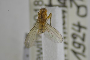  ( - NHMO-ENT-265336)  @11 [ ] CreativeCommons - Attribution Non-Commercial Share-Alike (2019) Unspecified University of Oslo, Natural History Museum