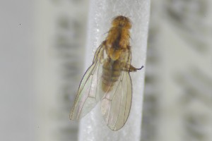  ( - NHMO-ENT-265362)  @11 [ ] CreativeCommons - Attribution Non-Commercial Share-Alike (2019) Unspecified University of Oslo, Natural History Museum