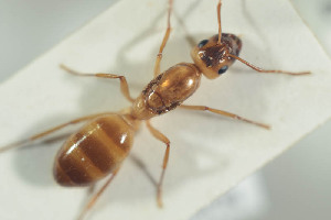  (Camponotus ustus - HYMNI1236)  @13 [ ] CreativeCommons - Attribution Non-Commercial Share-Alike (2016) Arnstein Staverlokk Norwegian Institute of Nature Research