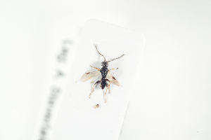  ( - HYMNI1995)  @12 [ ] CreativeCommons - Attribution Non-Commercial Share-Alike (2017) Arnstein Staverlokk Norwegian Institute of Nature Research