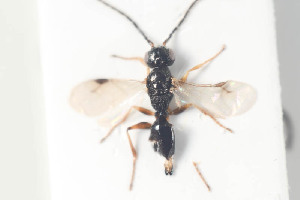 (Anteon collare - HYMNI943)  @14 [ ] CreativeCommons - Attribution Non-Commercial Share-Alike (2015) Arnstein Staverlokk Norwegian Institute of Nature Research