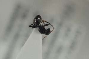  (Camponotus brevis - HYMNI1180)  @12 [ ] CreativeCommons - Attribution Non-Commercial Share-Alike (2015) Arnstein Staverlokk Norwegian Institute of Nature Research