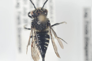  ( - HYMNI846)  @11 [ ] CreativeCommons - Attribution Non-Commercial Share-Alike (2014) Arnstein Staverlokk Norwegian Institute of Nature Research