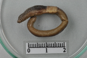  (Lumbricus rubellus CEK - CE15085)  @11 [ ] CreativeCommons - Attribution Non-Commercial Share-Alike (2018) Christer Erseus University of Gothenburg