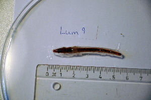 ( - NHMO-LUM00009)  @13 [ ] Copyright  NHMO Unspecified