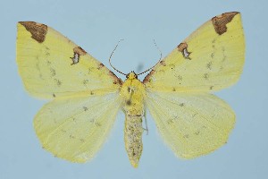  ( - BC_LSNOE_Lep_00789)  @13 [ ] CreativeCommons - Attribution Non-Commercial Share-Alike (2018) Wolfgang Stark Landessammlungen Niederösterreich