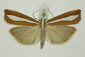  ( - BC_LSNOE_Lep_01328)  @11 [ ] CreativeCommons - Attribution Non-Commercial Share-Alike (2018) Wolfgang Stark Landessammlungen Niederösterreich