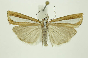  ( - BC_LSNOE_Lep_01330)  @11 [ ] CreativeCommons - Attribution Non-Commercial Share-Alike (2018) Wolfgang Stark Landessammlungen Niederösterreich