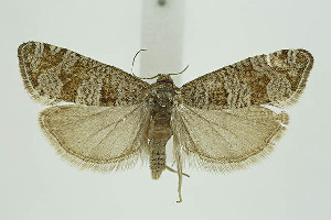  (Epiblema mendiculana - BC_LSNOE_Lep_01368)  @11 [ ] CreativeCommons - Attribution Non-Commercial Share-Alike (2018) Wolfgang Stark Landessammlungen Niederösterreich