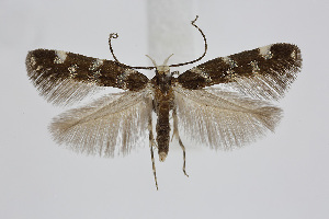  ( - BC_LSNOE_Lep_02603)  @11 [ ] CreativeCommons - Attribution Non-Commercial Share-Alike (2020) Wolfgang Stark Landessammlungen Nieder&ouml;sterreich