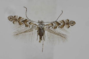  ( - BC_LSNOE_Lep_04111)  @11 [ ] CreativeCommons - Attribution Non-Commercial Share-Alike (2095) Wolfgang Stark Landessammlungen Niederösterreich