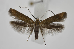  ( - BC_LSNOE_Lep_04224)  @11 [ ] CreativeCommons - Attribution Non-Commercial Share-Alike (2208) Wolfgang Stark Landessammlungen Nieder&ouml;sterreich