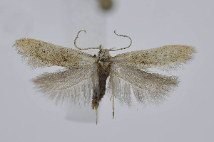  (Xystophora carchariella - BC_LSNOE_Lep_04330)  @11 [ ] CreativeCommons - Attribution Non-Commercial Share-Alike (2314) Wolfgang Stark Landessammlungen Niederösterreich