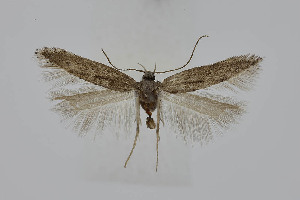  ( - BC_LSNOE_Lep_04782)  @11 [ ] CreativeCommons - Attribution Non-Commercial Share-Alike (2024) Wolfgang Stark Landessammlungen Niederösterreich