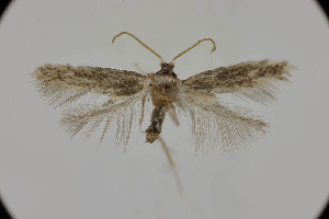  ( - BC_LSNOE_Lep_05073)  @11 [ ] CreativeCommons - Attribution Non-Commercial Share-Alike (2024) Wolfgang Stark Landessammlungen Niederösterreich