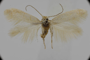  ( - BC_LSNOE_Lep_05164)  @11 [ ] CreativeCommons - Attribution Non-Commercial Share-Alike (2024) Wolfgang Stark Landessammlungen Nieder&ouml;sterreich