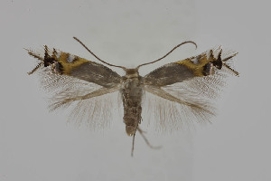  ( - BC_LSNOE_Lep_05186)  @11 [ ] CreativeCommons - Attribution Non-Commercial Share-Alike (2024) Wolfgang Stark Landessammlungen Niederösterreich