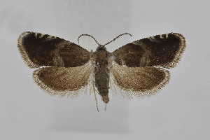  ( - BC_LSNOE_Lep_05307)  @11 [ ] CreativeCommons - Attribution Non-Commercial Share-Alike (2025) Wolfgang Stark Landessammlungen Niederösterreich