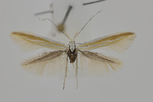  ( - BC_LSNOE_Lep_05468)  @11 [ ] CreativeCommons - Attribution Non-Commercial Share-Alike (2025) Wolfgang Stark Landessammlungen Niederösterreich