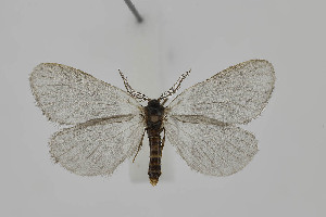  ( - BC_LSNOE_Lep_05612)  @11 [ ] CreativeCommons - Attribution Non-Commercial Share-Alike (2025) Wolfgang Stark Landessammlungen Niederösterreich