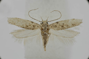  ( - BC_LSNOE_Lep_05820)  @11 [ ] CreativeCommons - Attribution Non-Commercial Share-Alike (2025) Wolfgang Stark Landessammlungen Nieder&ouml;sterreich