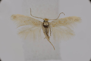  ( - BC_LSNOE_Lep_06036)  @11 [ ] CreativeCommons - Attribution Non-Commercial Share-Alike (2025) Wolfgang Stark Landessammlungen Nieder&ouml;sterreich