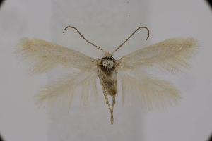  ( - BC_LSNOE_Lep_06046)  @11 [ ] CreativeCommons - Attribution Non-Commercial Share-Alike (2025) Wolfgang Stark Landessammlungen Nieder&ouml;sterreich