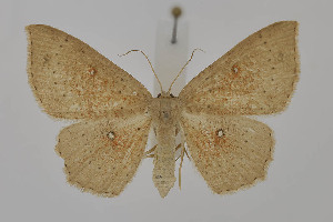  ( - BC_LSNOE_Lep_06131)  @11 [ ] CreativeCommons - Attribution Non-Commercial Share-Alike (2025) Wolfgang Stark Landessammlungen Niederösterreich