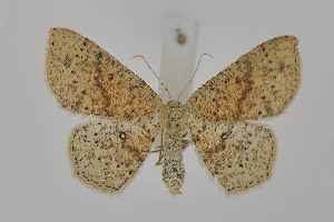  ( - BC_LSNOE_Lep_06140)  @11 [ ] CreativeCommons - Attribution Non-Commercial Share-Alike (2025) Wolfgang Stark Landessammlungen Niederösterreich