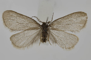  ( - BC_LSNOE_Lep_06153)  @11 [ ] CreativeCommons - Attribution Non-Commercial Share-Alike (2025) Wolfgang Stark Landessammlungen Niederösterreich