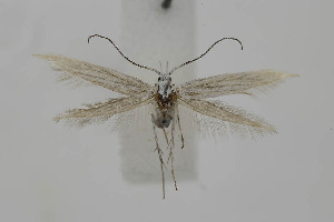  ( - BC_LSNOE_Lep_06203)  @11 [ ] CreativeCommons - Attribution Non-Commercial Share-Alike (2025) Wolfgang Stark Landessammlungen Niederösterreich