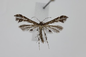  ( - BC_LSNOE_Lep_06228)  @11 [ ] CreativeCommons - Attribution Non-Commercial Share-Alike (2025) Wolfgang Stark Landessammlungen Nieder&ouml;sterreich