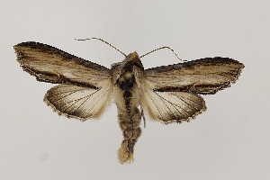  ( - BC_LSNOE_Lep_06236)  @11 [ ] CreativeCommons - Attribution Non-Commercial Share-Alike (2025) Wolfgang Stark Landessammlungen Nieder&ouml;sterreich