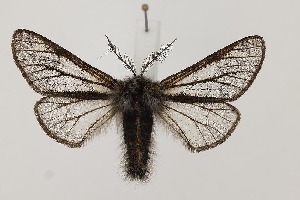  ( - BC_LSNOE_Lep_06241)  @11 [ ] CreativeCommons - Attribution Non-Commercial Share-Alike (2025) Wolfgang Stark Landessammlungen Nieder&ouml;sterreich