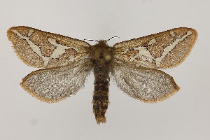  ( - BC_LSNOE_Lep_06242)  @11 [ ] CreativeCommons - Attribution Non-Commercial Share-Alike (2025) Wolfgang Stark Landessammlungen Nieder&ouml;sterreich