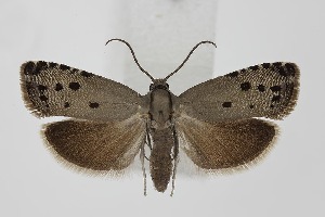  ( - BC_LSNOE_Lep_06262)  @11 [ ] CreativeCommons - Attribution Non-Commercial Share-Alike (2025) Wolfgang Stark Landessammlungen Nieder&ouml;sterreich