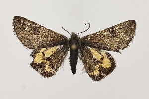  ( - BC_LSNOE_Lep_06280)  @11 [ ] CreativeCommons - Attribution Non-Commercial Share-Alike (2025) Wolfgang Stark Landessammlungen Nieder&ouml;sterreich