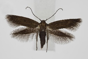  ( - BC_LSNOE_Lep_06289)  @11 [ ] CreativeCommons - Attribution Non-Commercial Share-Alike (2025) Wolfgang Stark Landessammlungen Nieder&ouml;sterreich