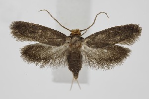  ( - BC_LSNOE_Lep_06290)  @11 [ ] CreativeCommons - Attribution Non-Commercial Share-Alike (2025) Wolfgang Stark Landessammlungen Nieder&ouml;sterreich